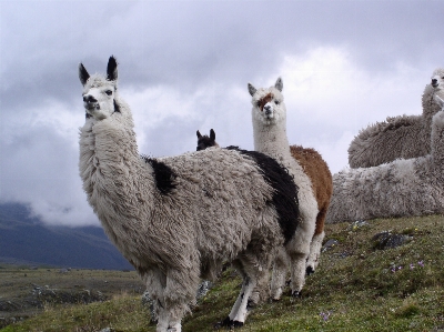 Foto Mamalia ketinggian fauna llama