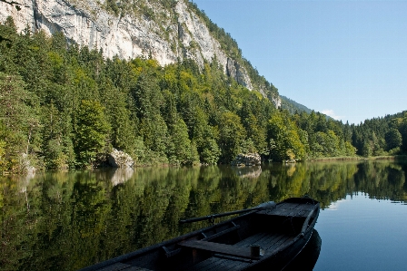 Tree water nature forest Photo