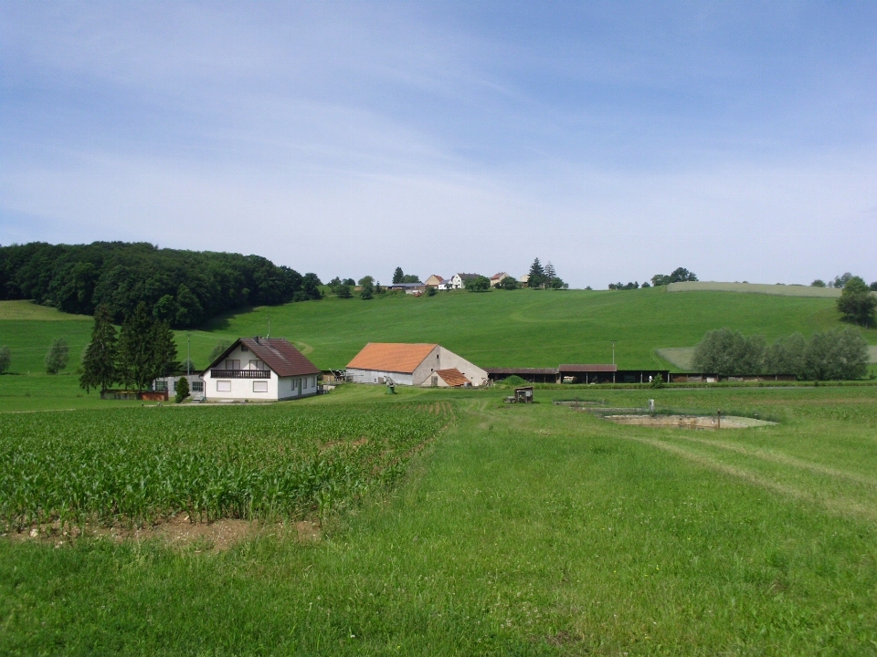 Paysage nature forêt herbe