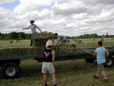 Work nature outdoor hay Photo