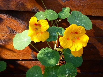 Plant leaf flower petal Photo