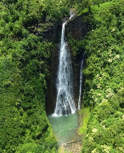 Foto Pohon hutan air terjun jatuh