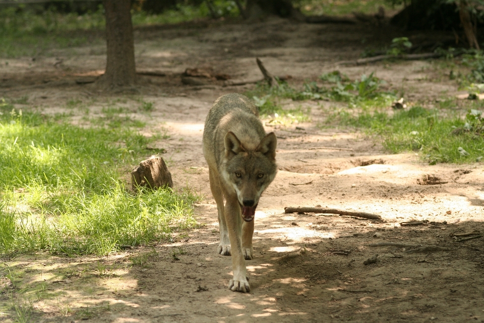 Forest canine wildlife zoo