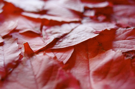 木 自然 ぼかし 植物 写真