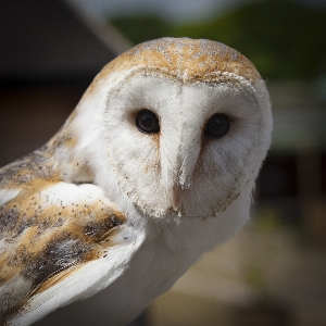 鳥 羽 動物 野生動物 写真