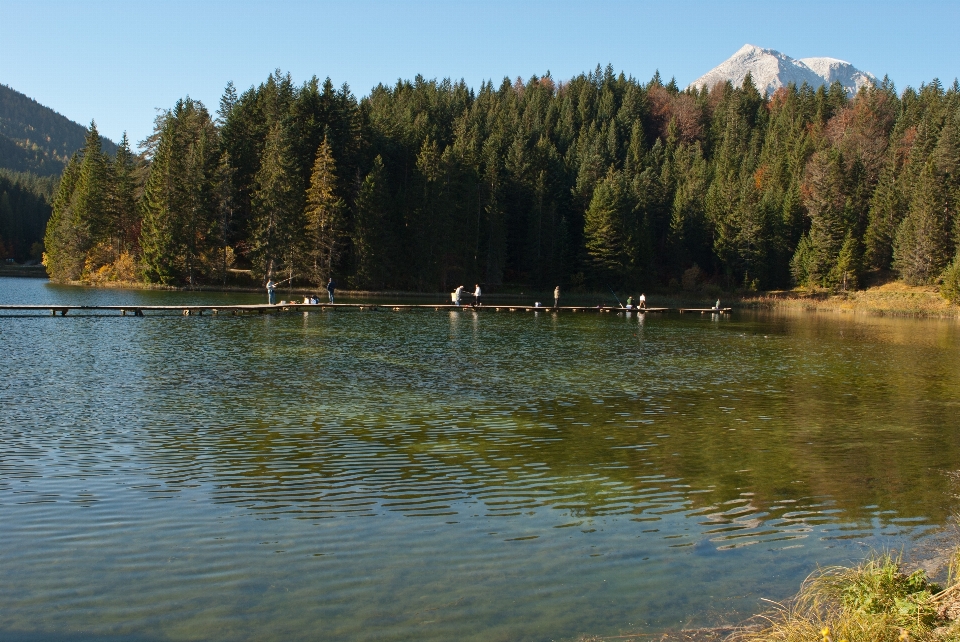 Albero acqua natura foresta