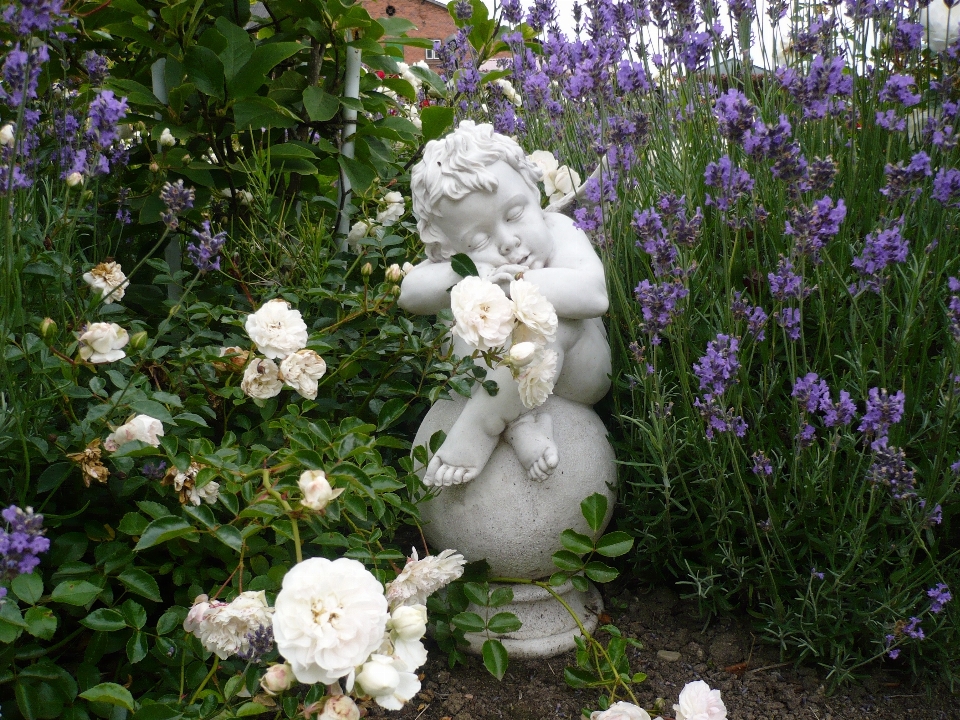 Blossom wing plant white