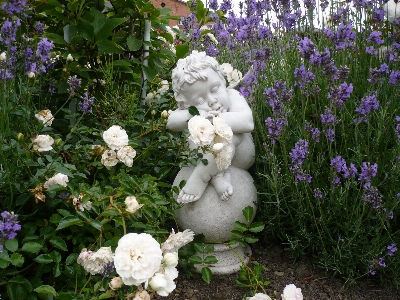 Photo Fleurir aile usine blanc