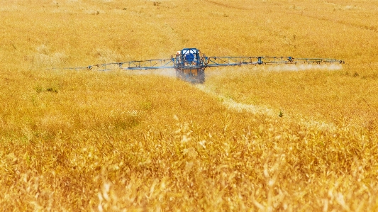 Grass plant tractor field Photo