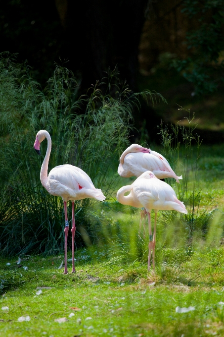 Naturaleza césped exterior pájaro