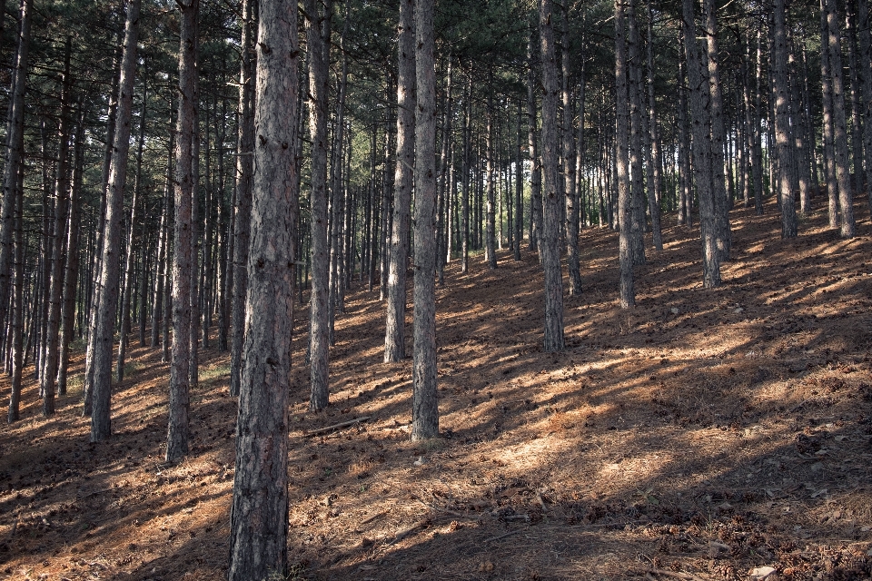 Landschaft baum natur wald