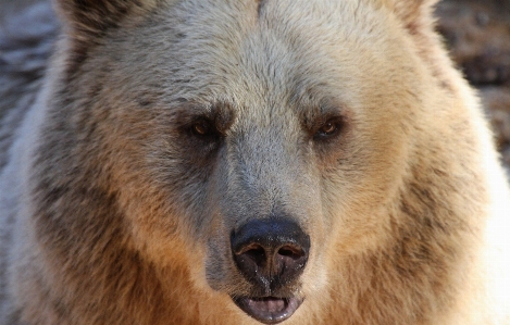 Wilderness looking bear wildlife Photo