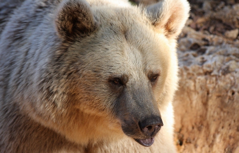 荒野
 見ている クマ 野生動物