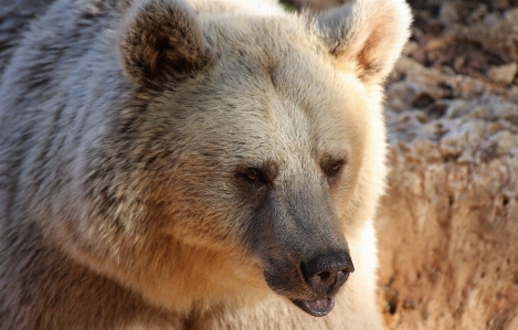 Wilderness looking bear wildlife Photo