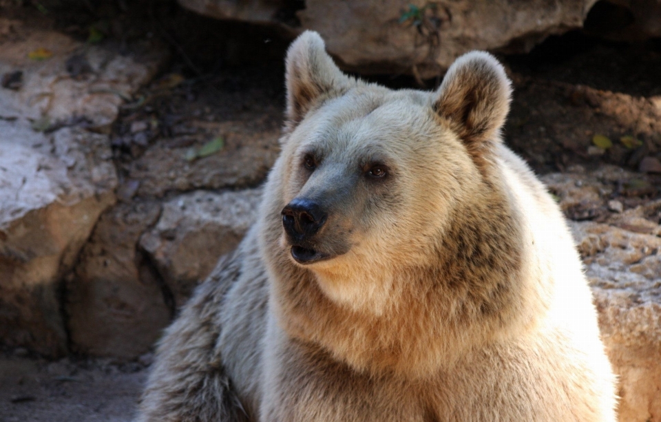 Natura selvaggia
 guardare orso animali selvatici