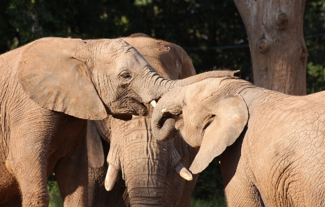 Wildlife love zoo young Photo