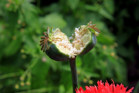 自然 开花 植物 摄影 照片