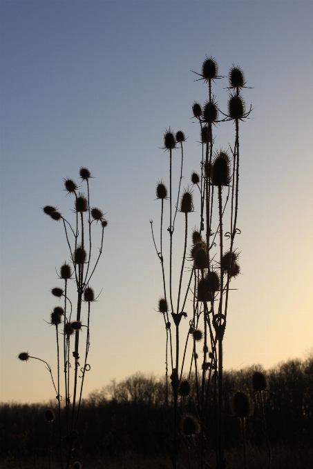 Tree nature grass horizon