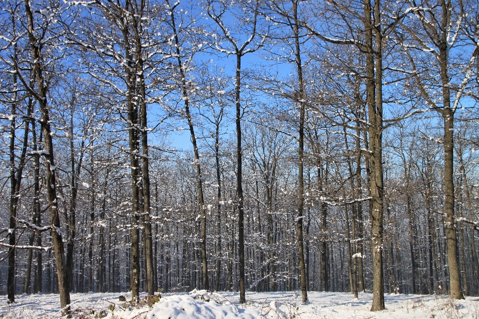 Landschaft baum natur wald