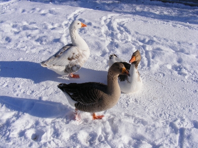 Photo Neige froid hiver oiseau