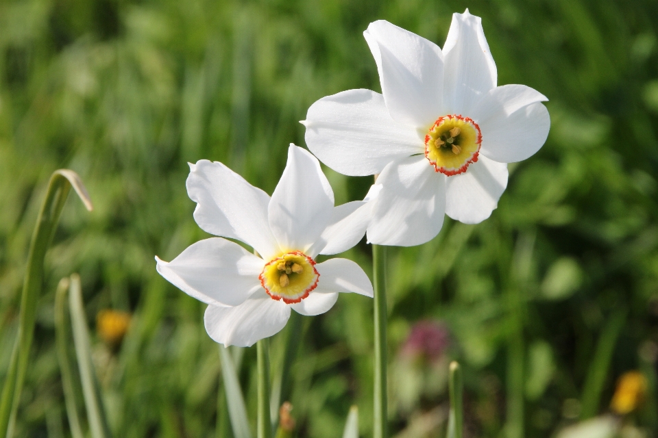 Plant white meadow flower