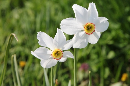 Plant white meadow flower Photo