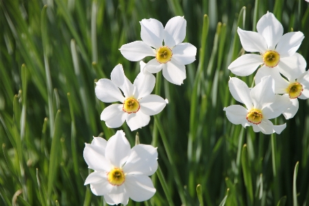 Plant white flower spring Photo