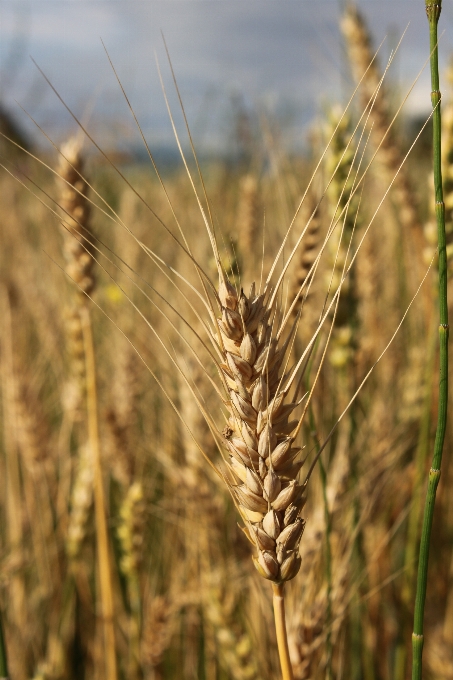 Nature grass plant field