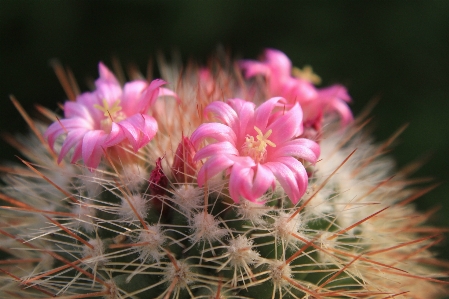 Foto Cacto
 plantar flor pétala