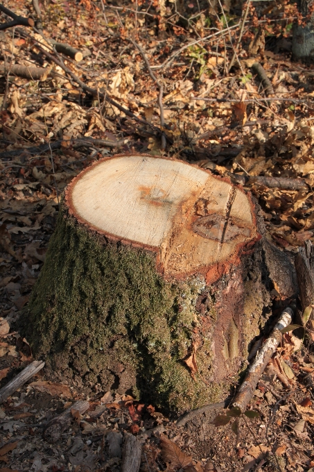 Albero natura foresta rock