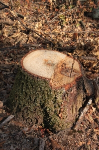 Tree nature forest rock Photo