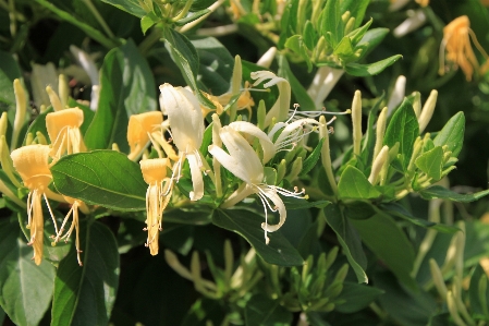 植物 花 绿色的 常绿 照片