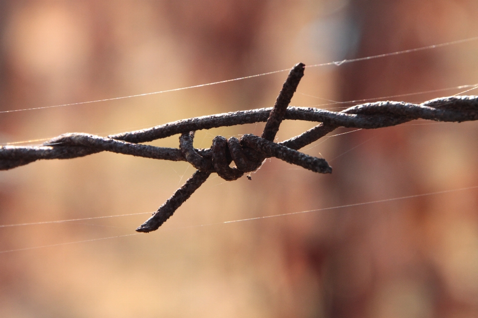 Branch fence barbed wire frost