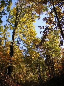 Tree nature forest branch Photo