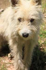 Foto Cachorro mamífero abandonado triste