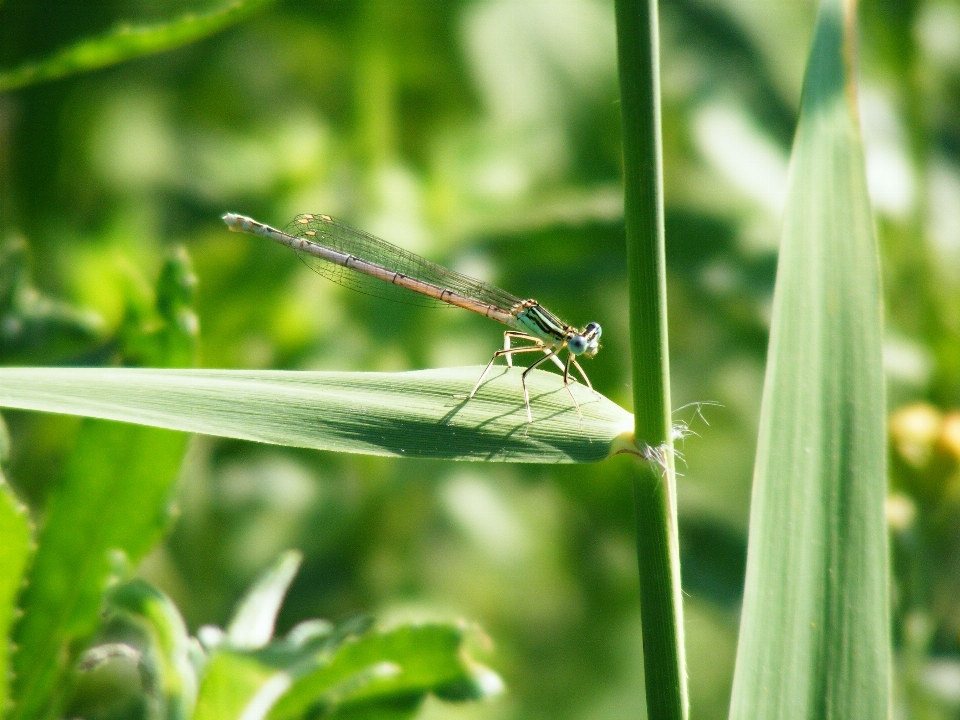 Nature herbe aile prairie
