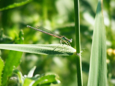 Nature grass wing meadow Photo