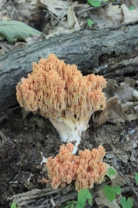 Flower soil mushroom coral Photo