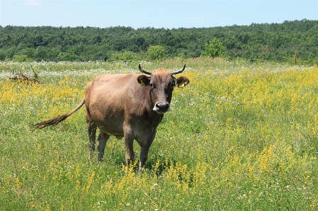 Grass field meadow prairie Photo