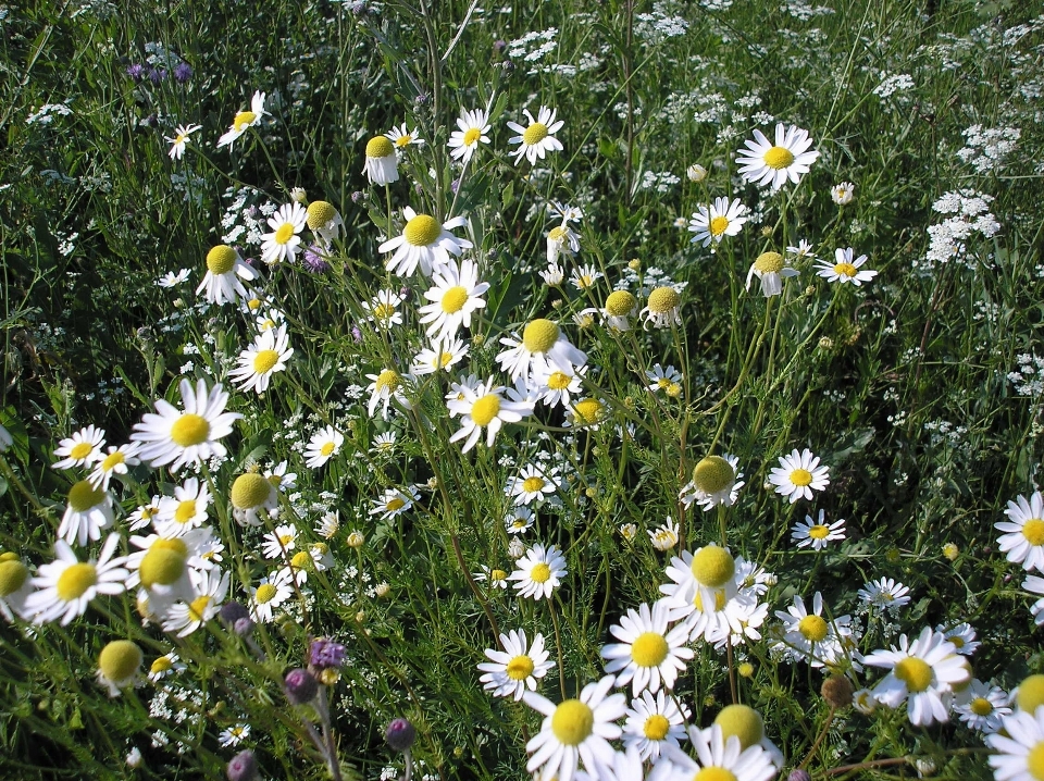 Blossom plant field meadow