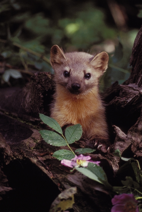 Natura drewno kikut kwiat