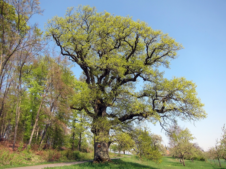 Landscape tree nature branch