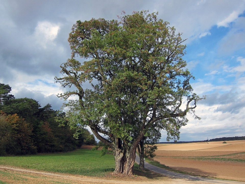 Paysage arbre nature herbe