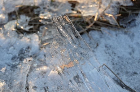 自然 ブランチ 雪 寒い 写真