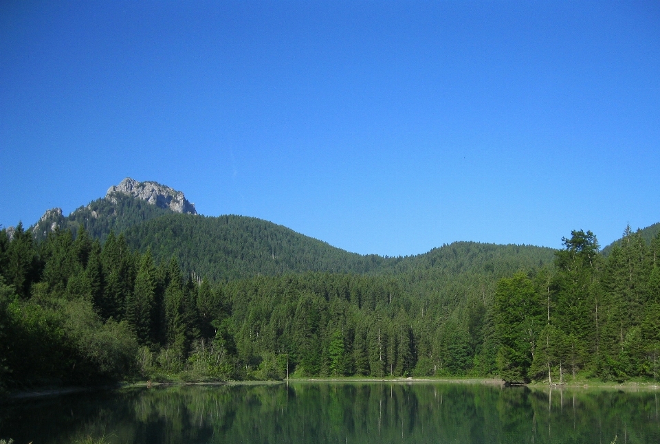 Landscape tree water nature