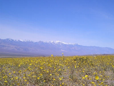 Landschaft horizont wildnis
 blüte Foto