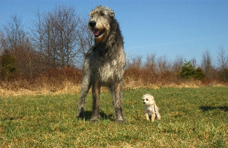 Nature countryside dog animal Photo