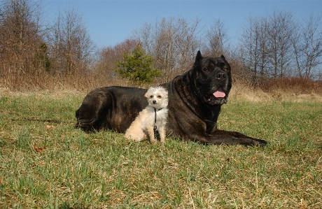 Nature countryside dog animal Photo