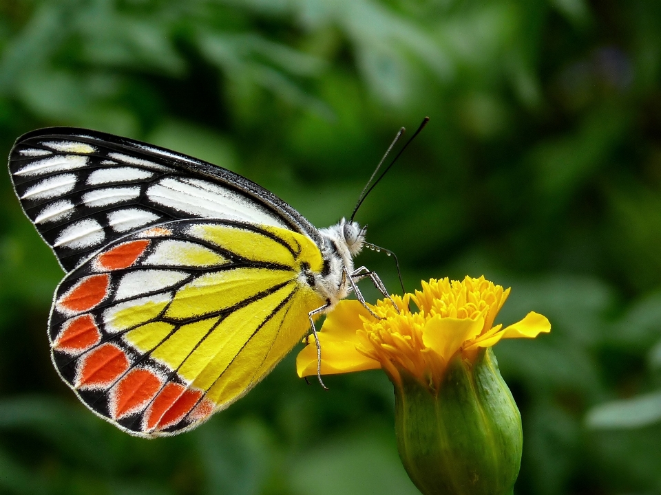 Nature fleurir usine tige