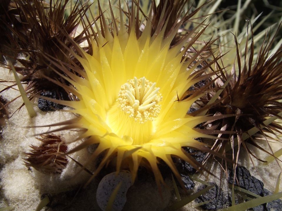 Nature fleurir cactus
 usine